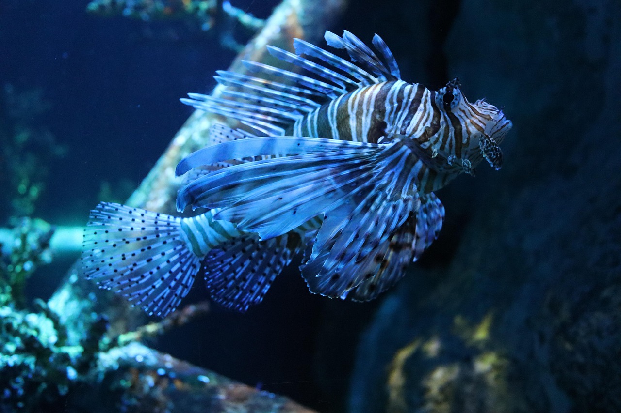 Feeding and Nutrition in Marine Fish