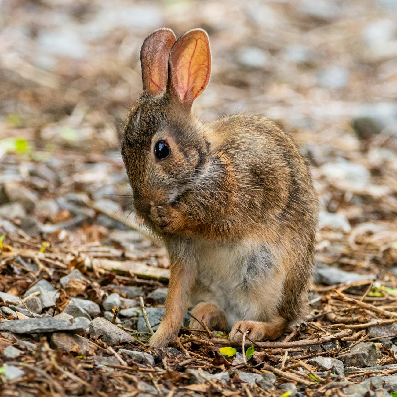 Herbal Remedies for Digestive Disorders in Rabbits