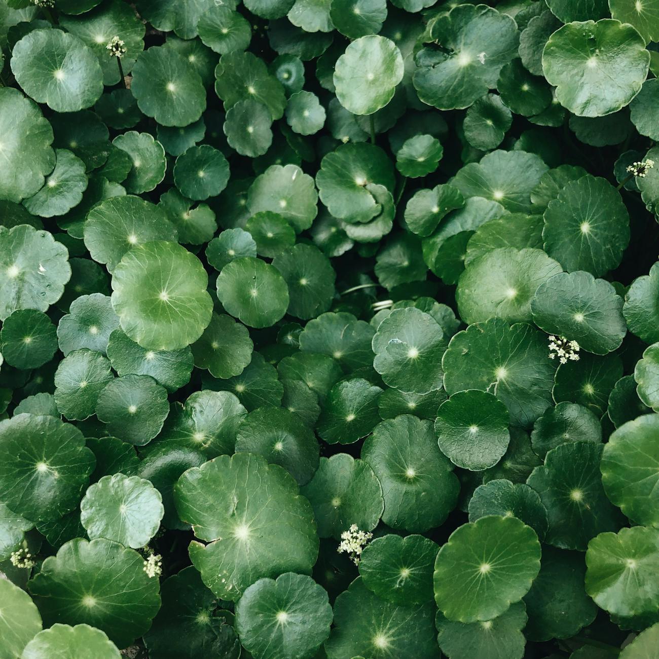 Herbal Remedies for Infectious Diseases in Rabbits