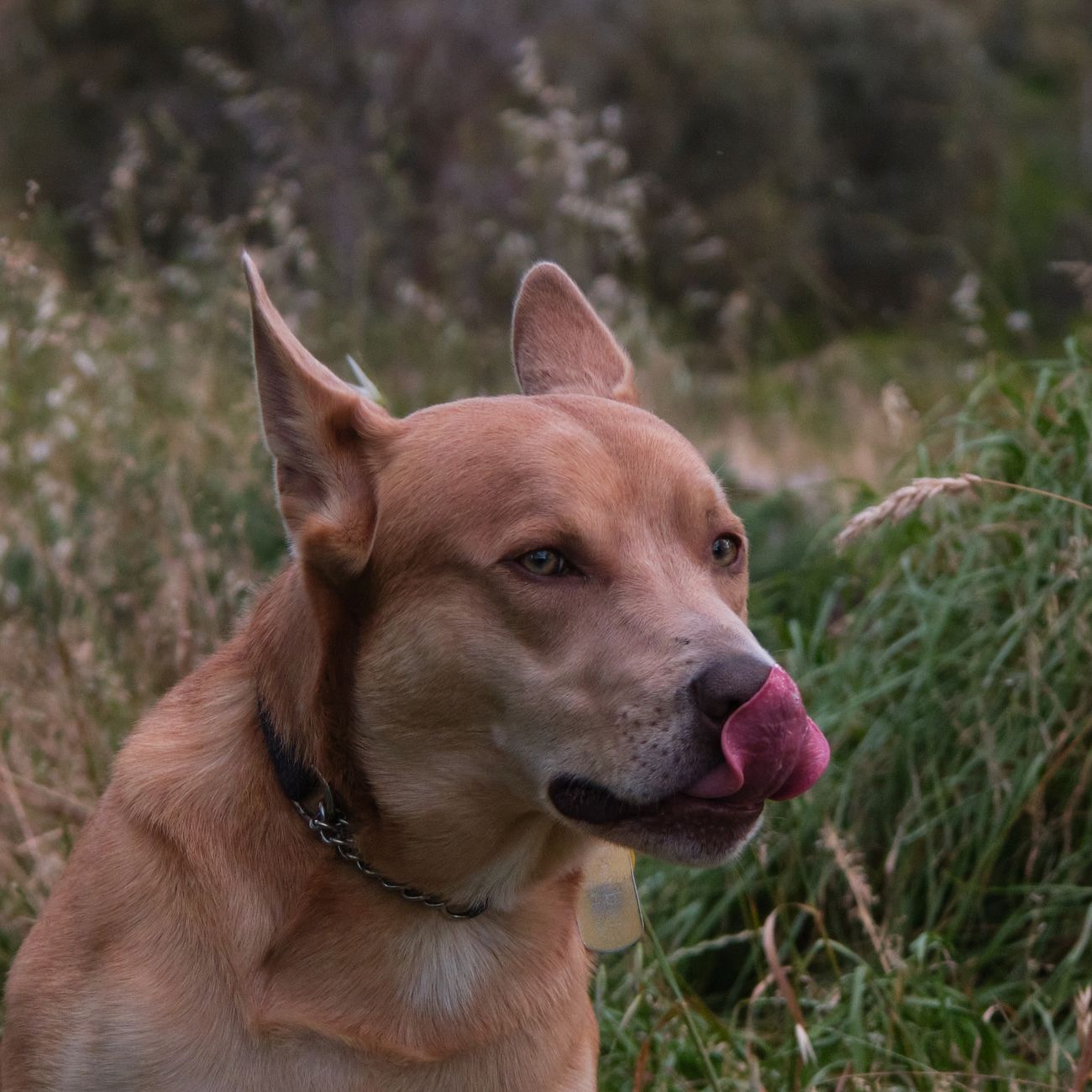 Canine Health and Nutrition