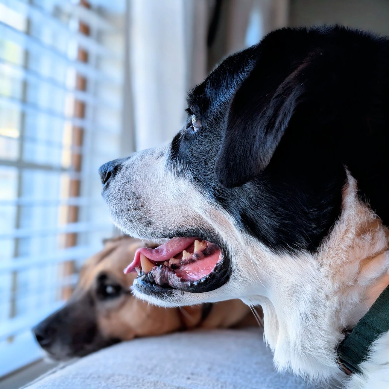 Canine Client Relations
