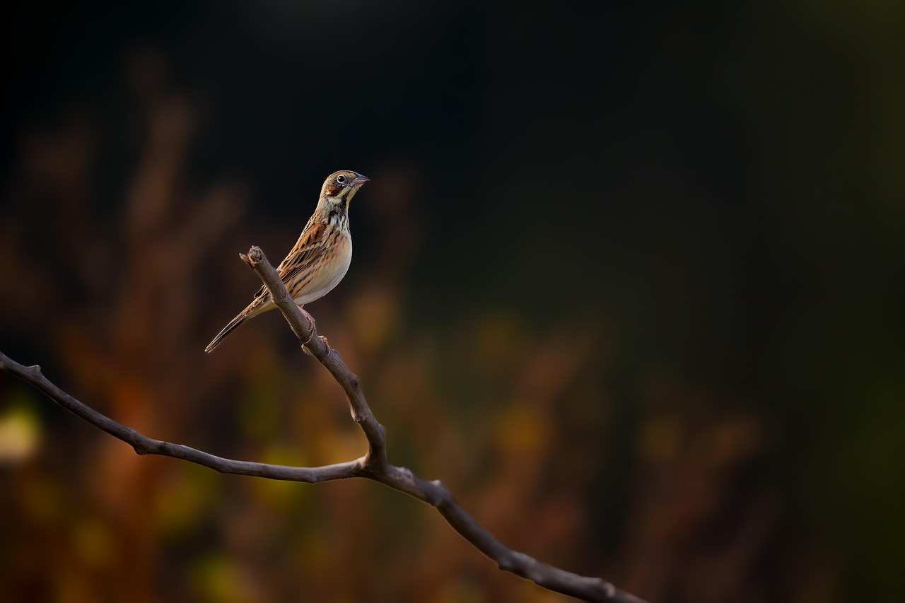 Wound Management in Birds