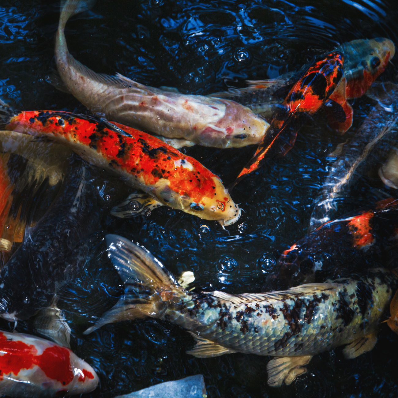 Aquarium Equipment Maintenance
