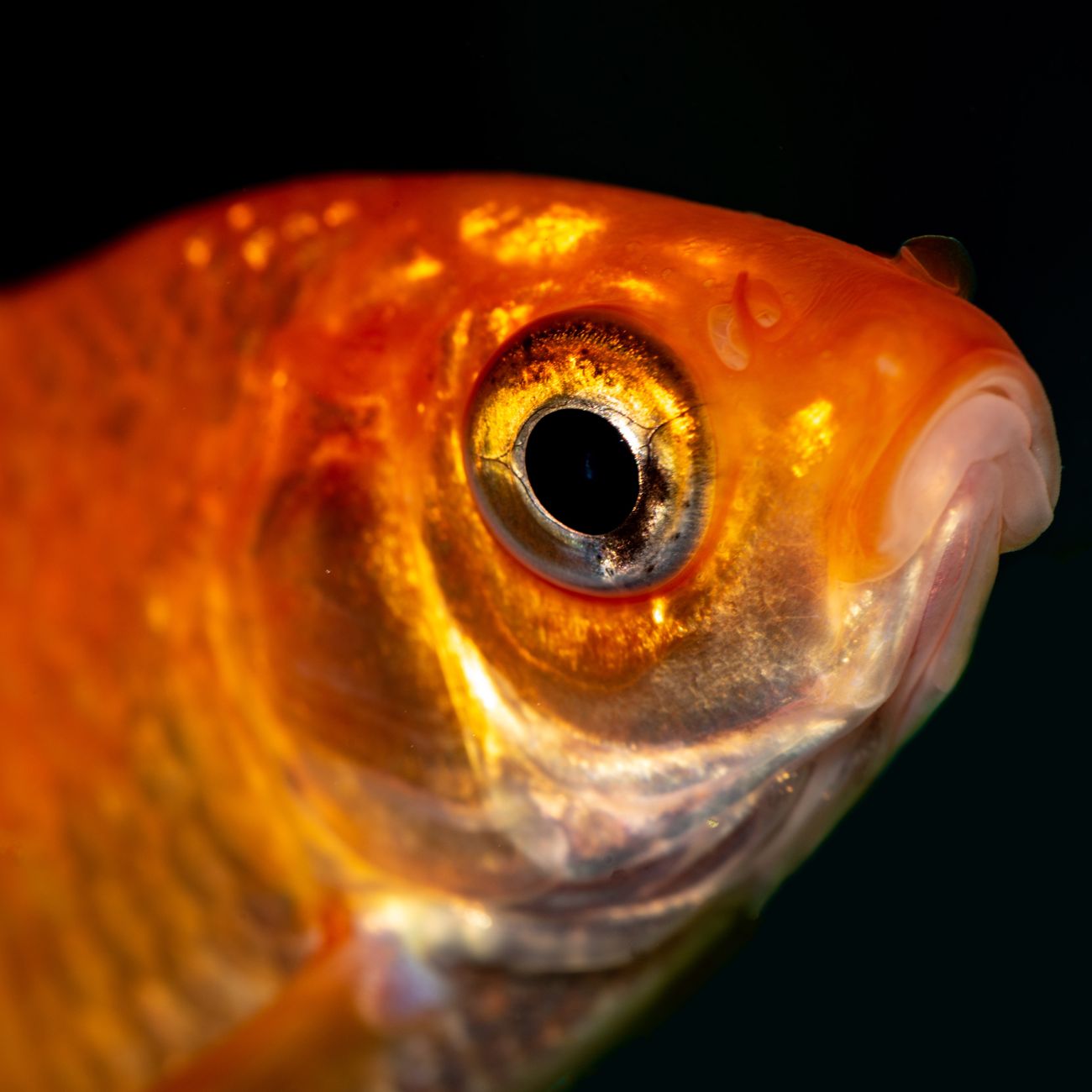 Aquarium Feeding and Nutrition.