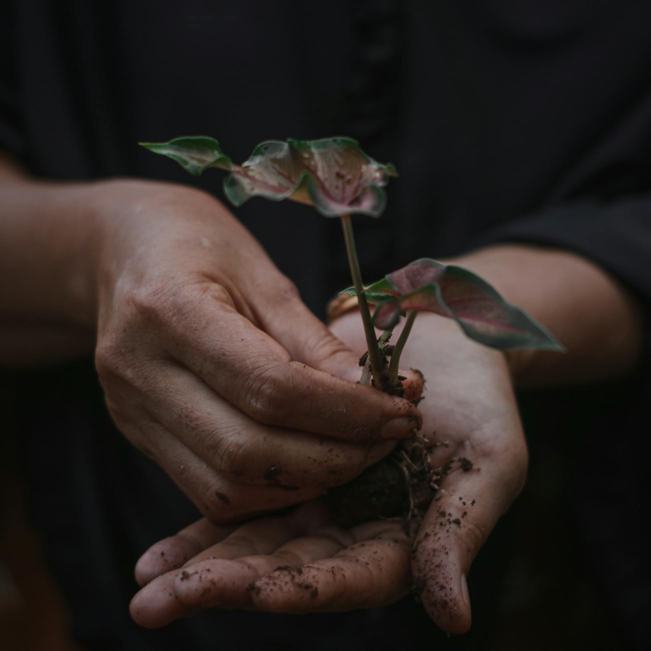 Plants and Materials in Therapeutic Garden Design