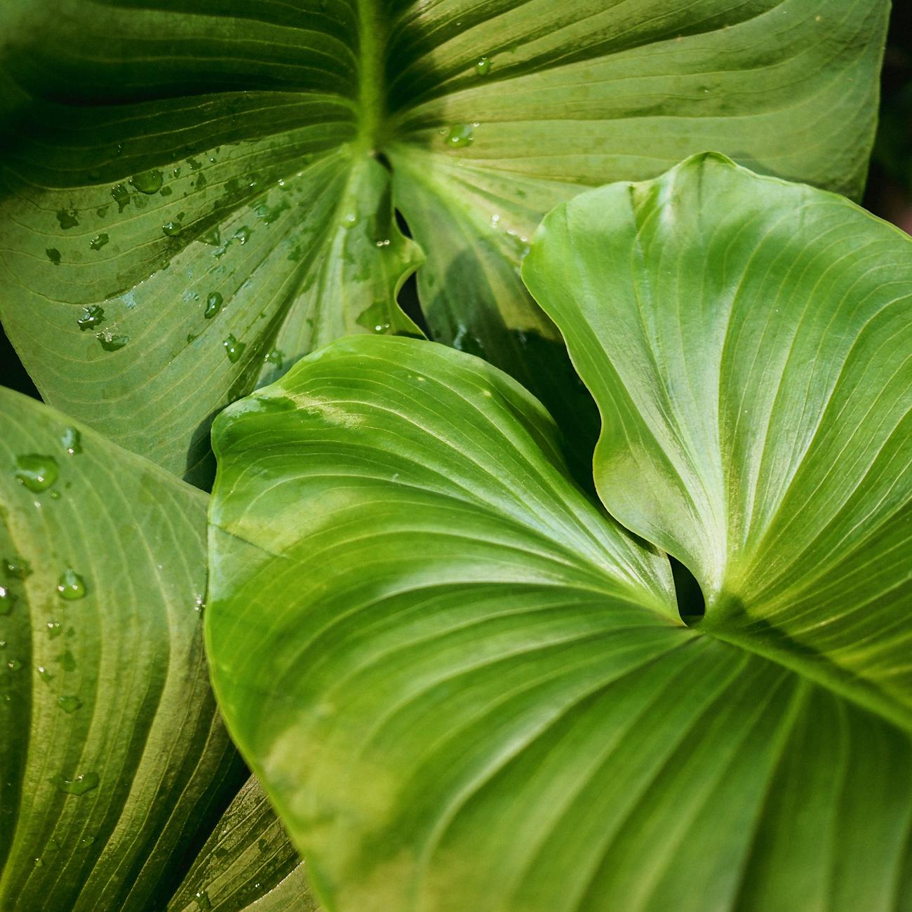 Plant Physiology and Light Responses