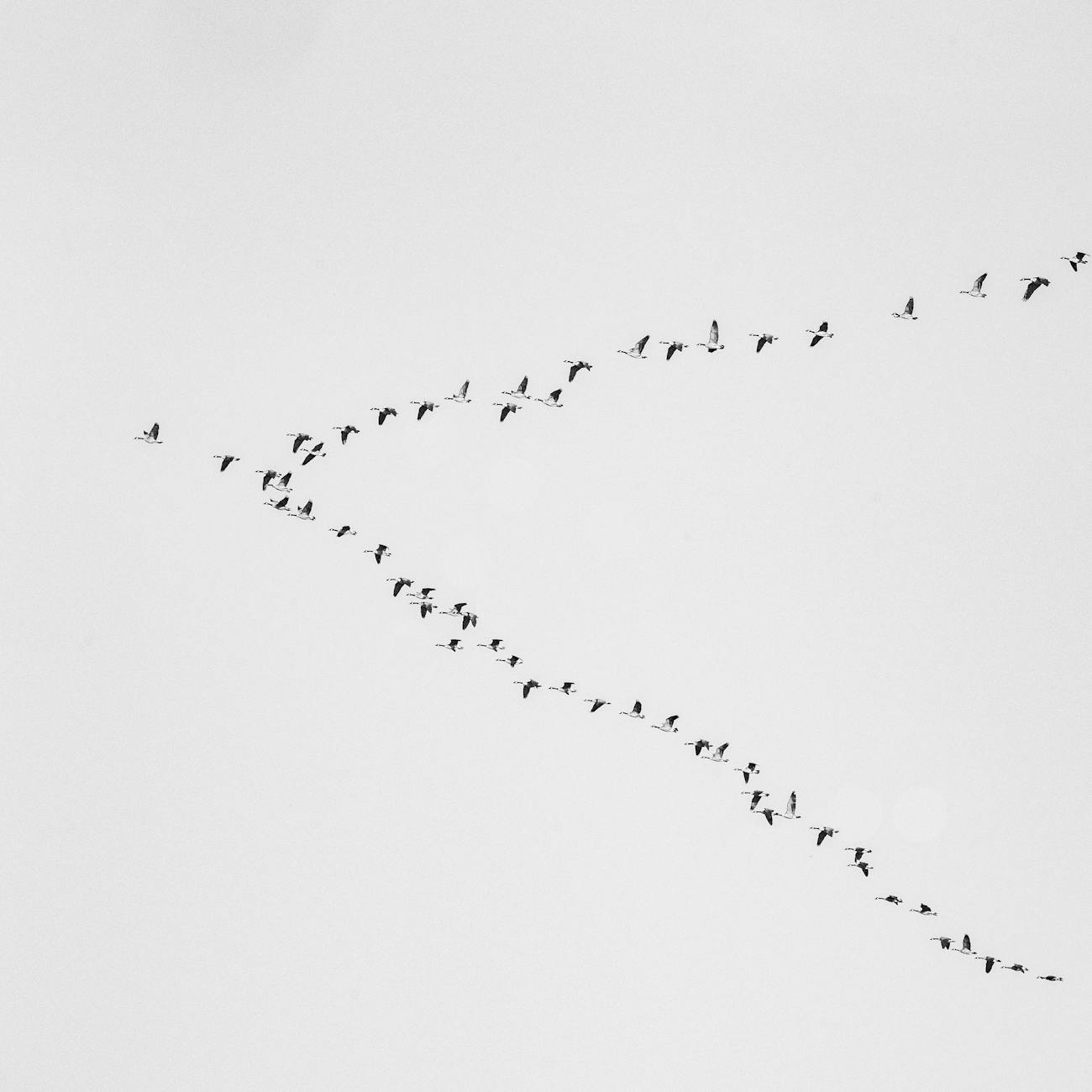 Food and Migration