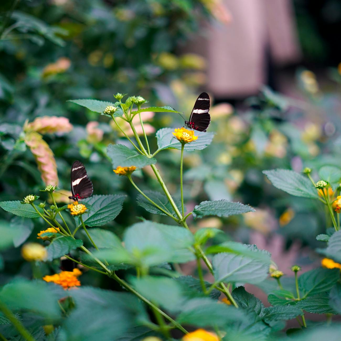 Biodiversity Conservation
