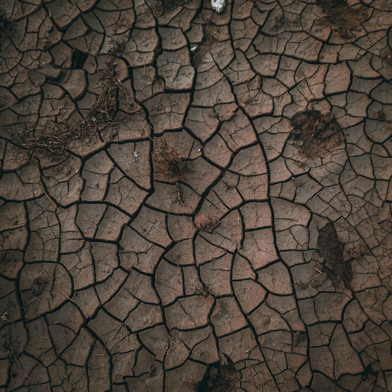 Environmental Justice and Activism
