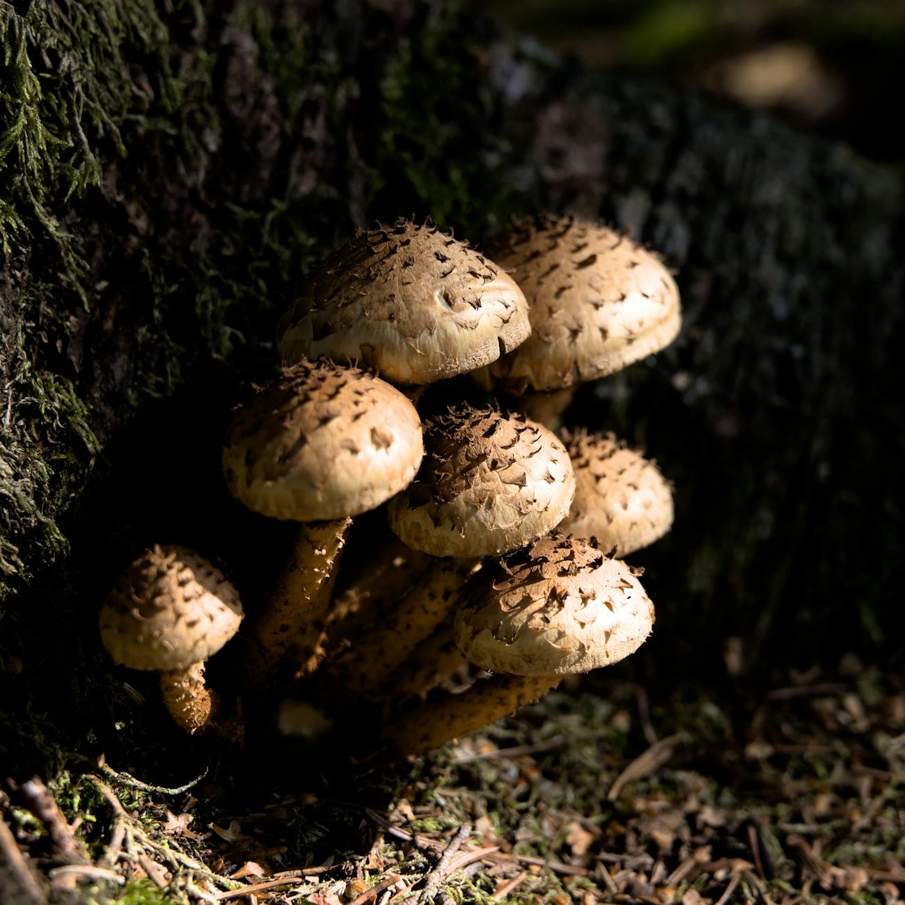 Fungi Identification and Harvesting