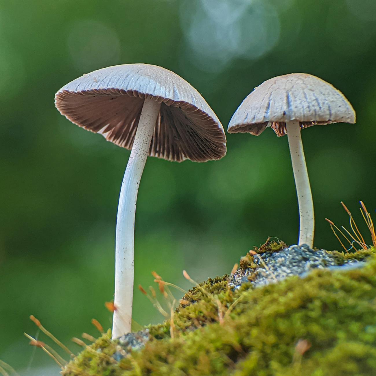 Fungi Extraction Methods