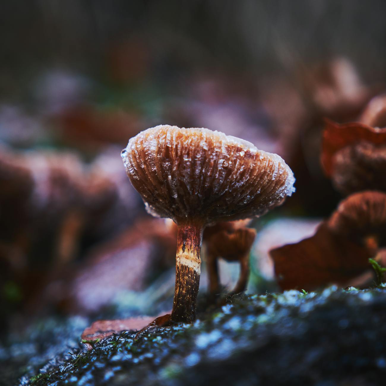Fungi Processing and Preservation