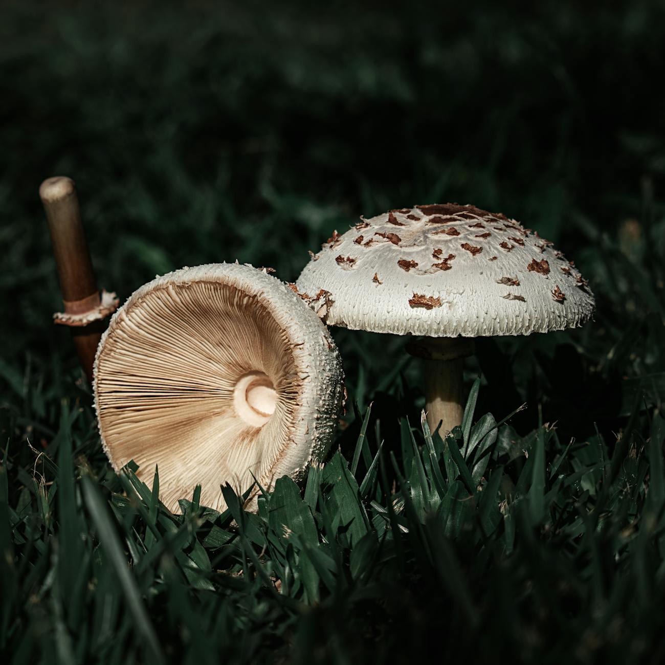 Fungi Formulation and Dosage