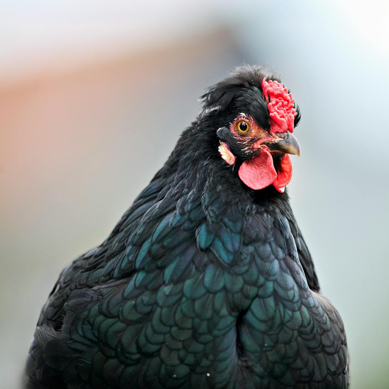 Predictive Analytics in Veterinary Care