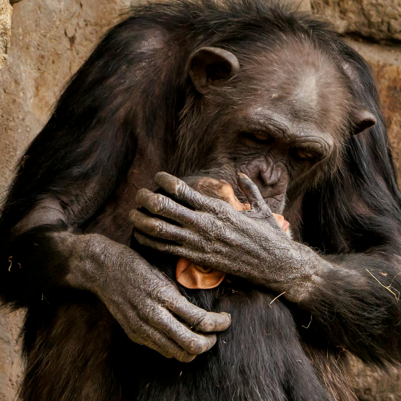 Animal Behavior and Communication in Therapy Settings