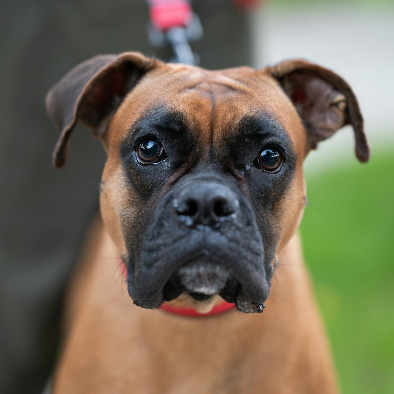Assessment and Evaluation in Animal Assisted Therapy