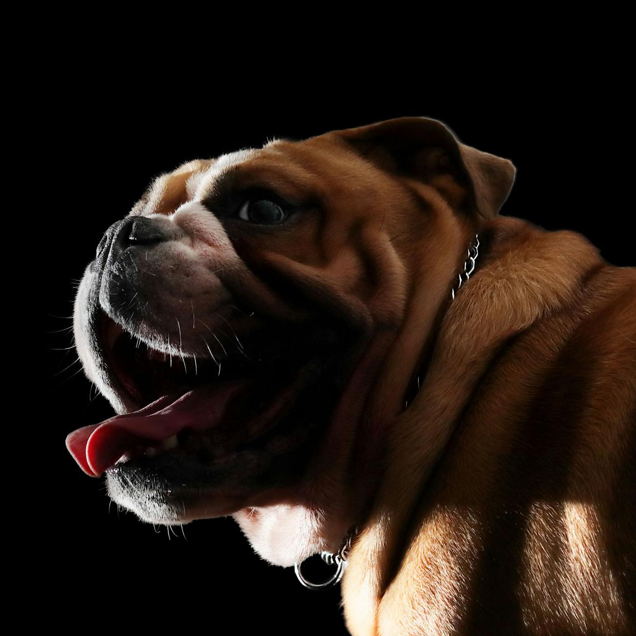 Canine Anatomy and Physiology