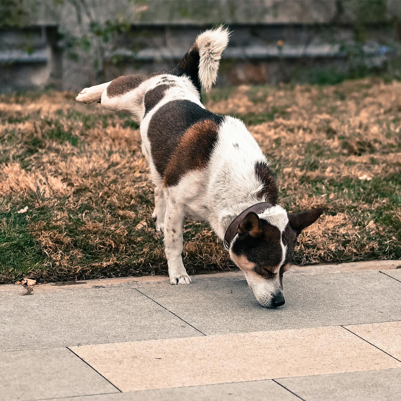 Small Animal Rehabilitation Techniques
