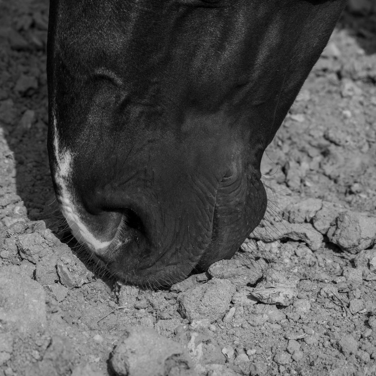 Assessment and Evaluation in Equine Therapy