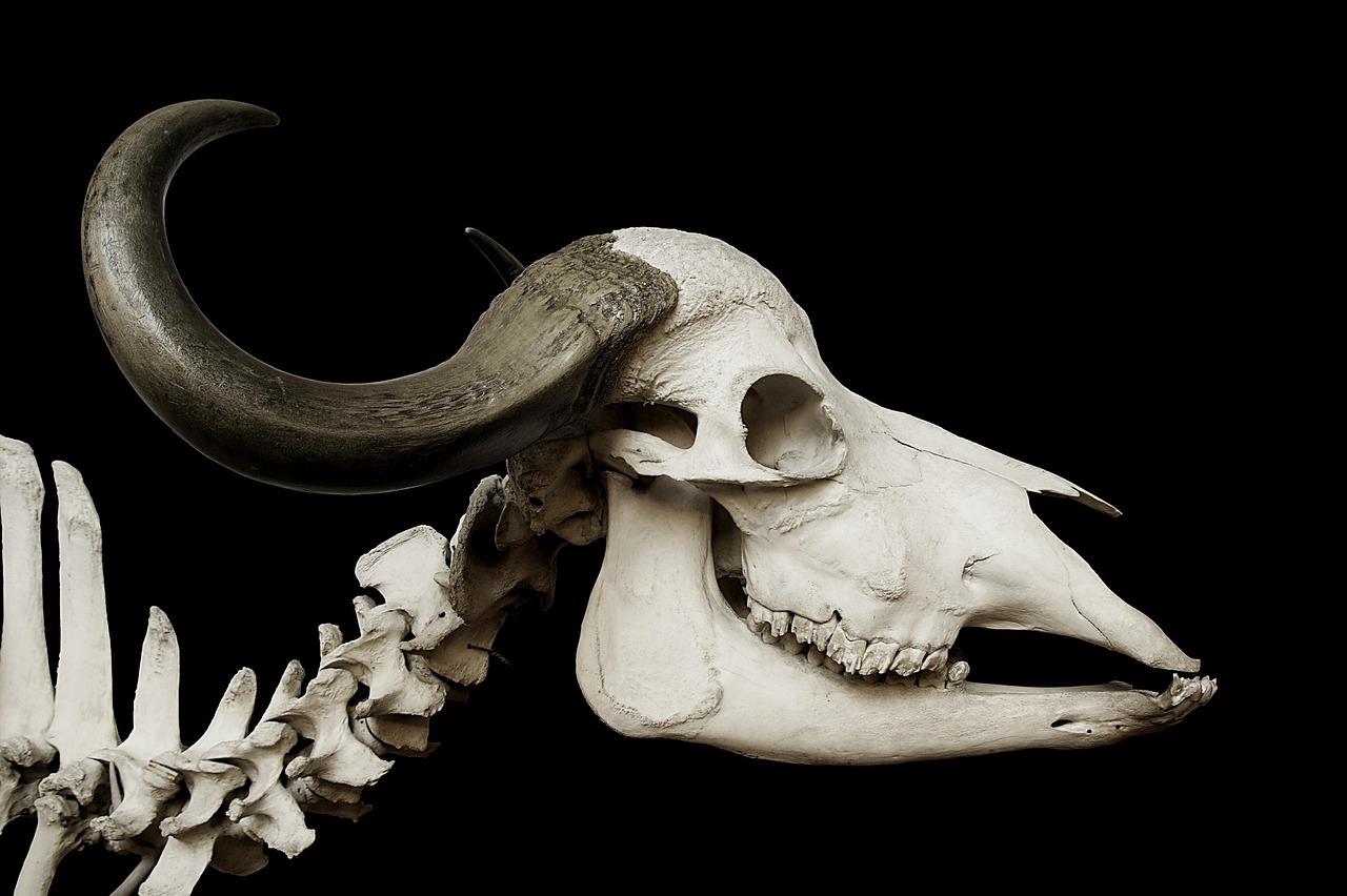 Biomechanics of the Skeleton