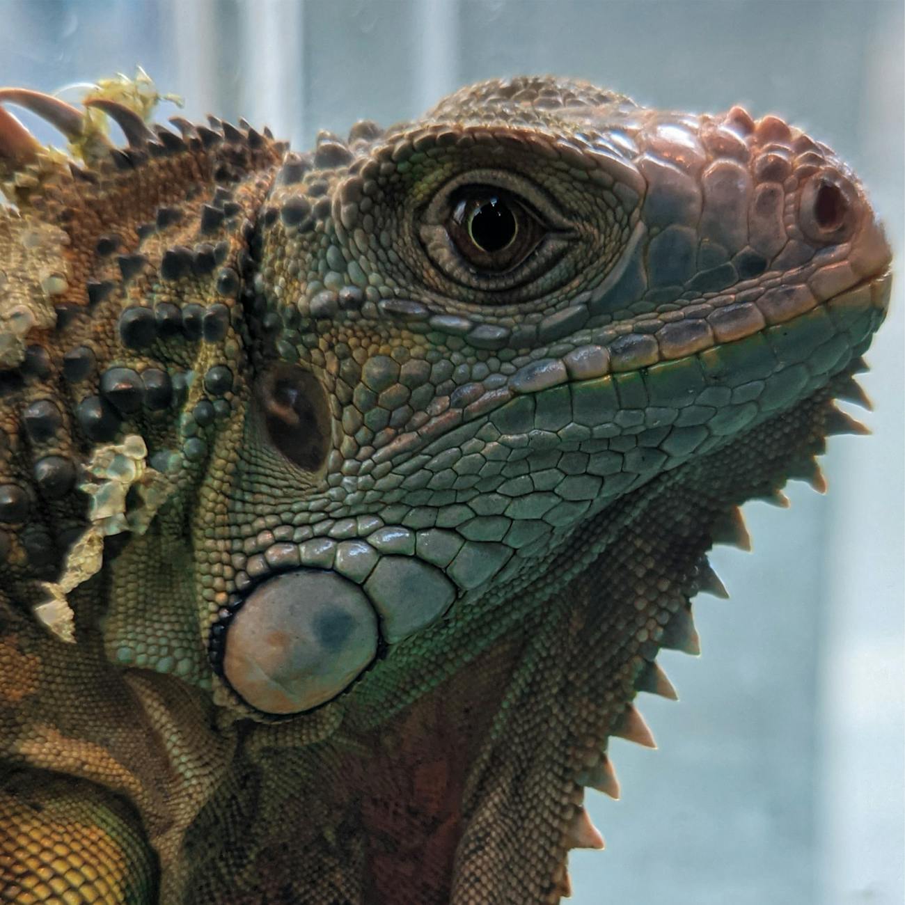 Exotic Pet Handling Practical Skills