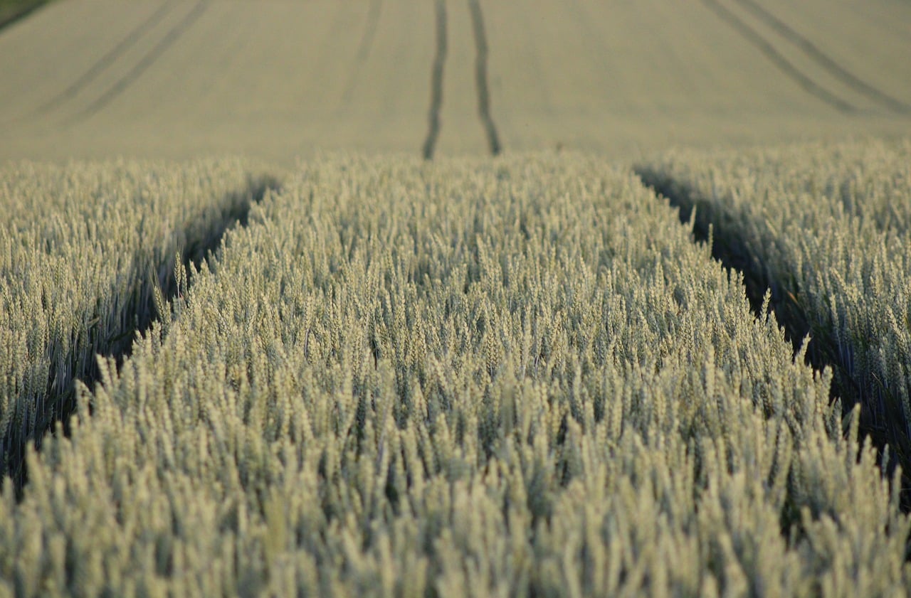 Agribusiness Policy and Regulation