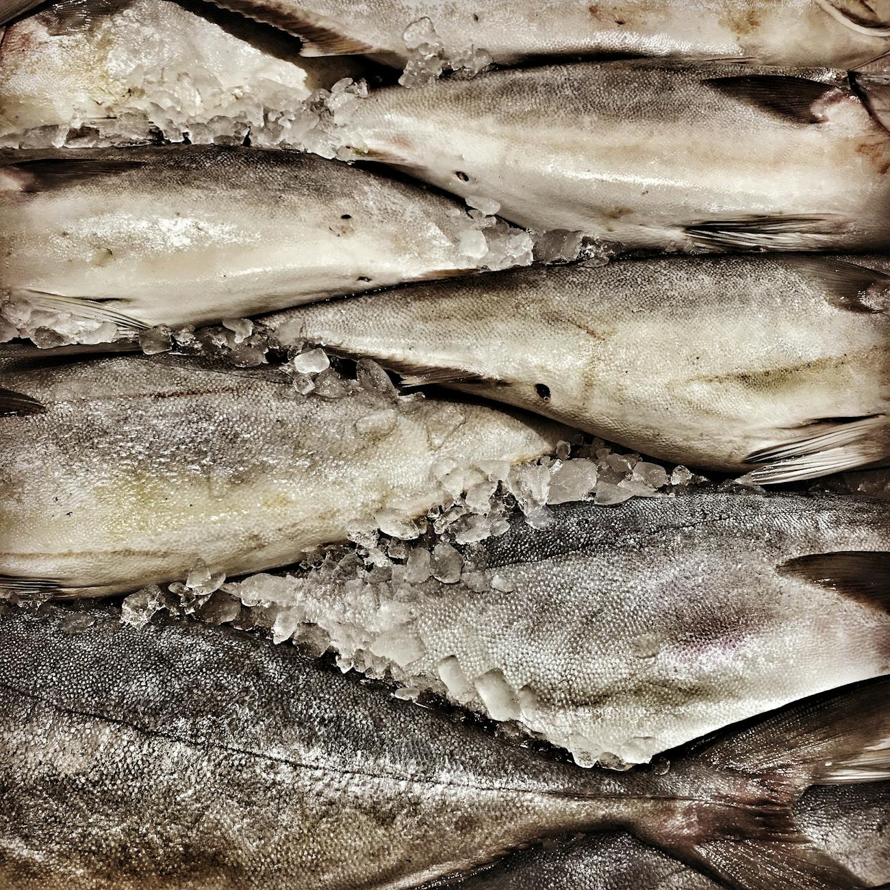 Seafood