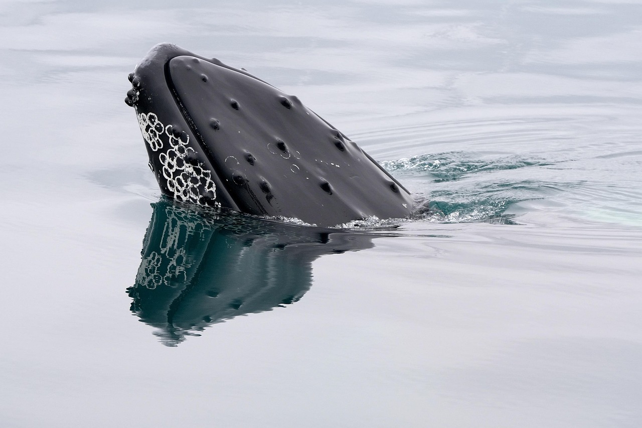 Impact of Pollution on Marine Ecosystems
