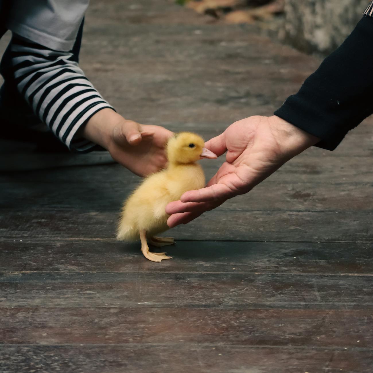 Building Trust and Rapport