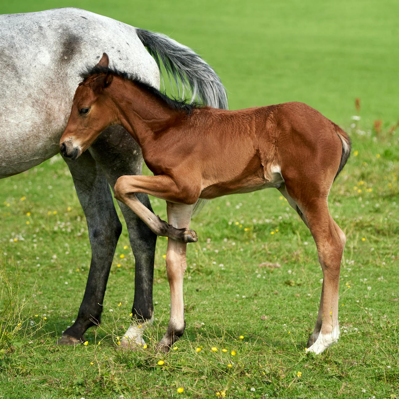 Equine Rehabilitation Techniques