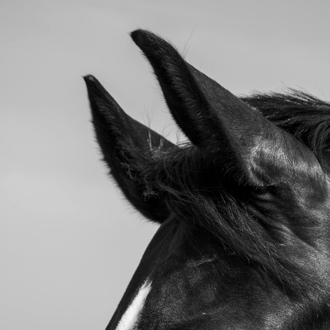 Equine Biomechanics Research.