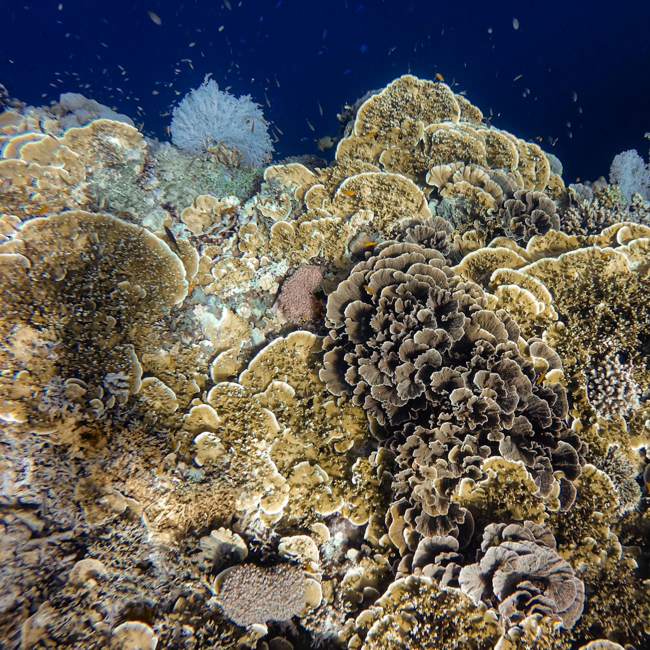 Marine Protected Areas and Spatial Planning