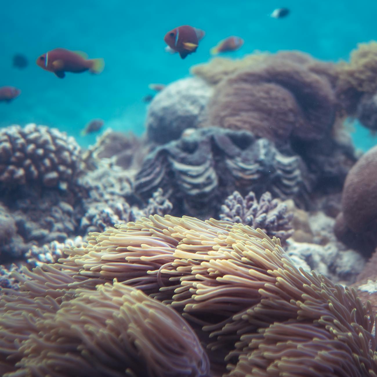 Sustainable Fisheries Management and Policy