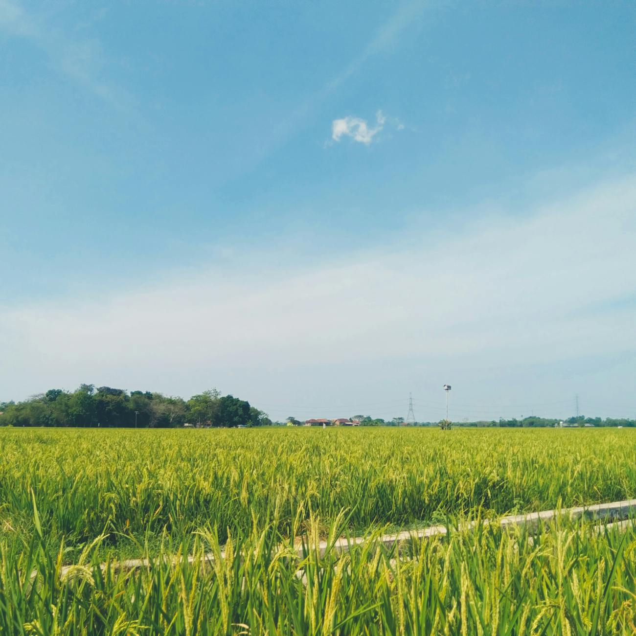 Intellectual Property Rights in Agriculture (United Kingdom)