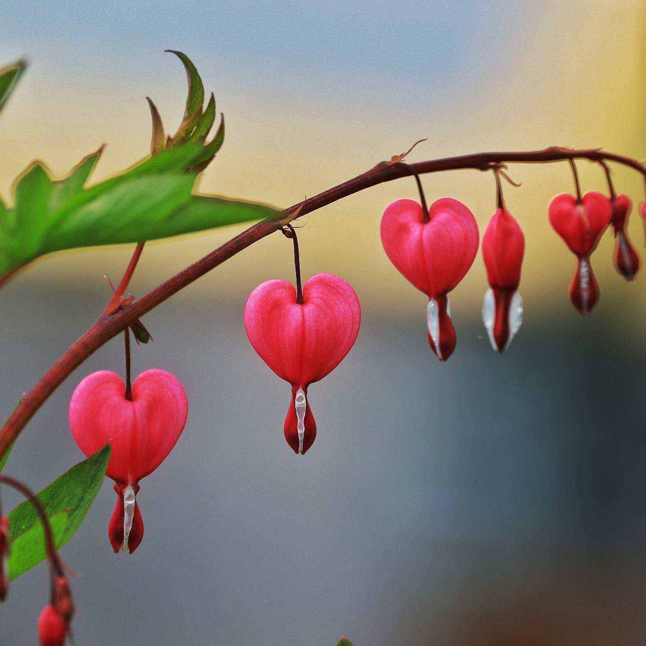 Transplant Cardiology Post-Transplant Care