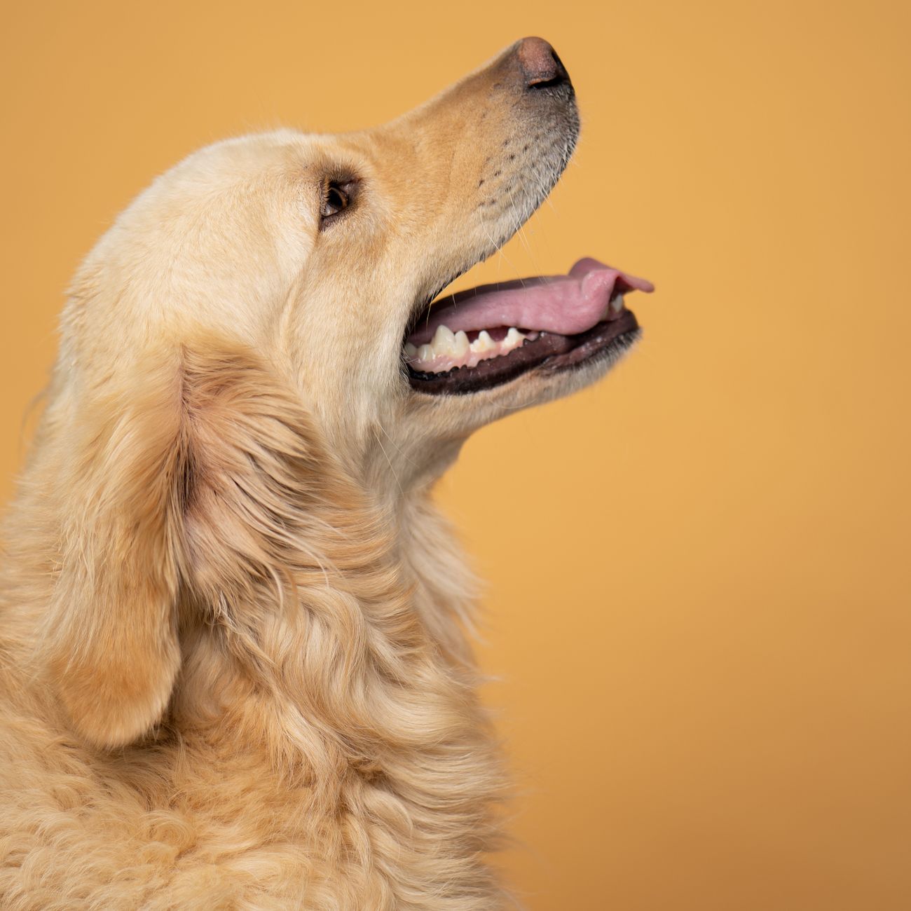 Nutrition And Allergies In Pets