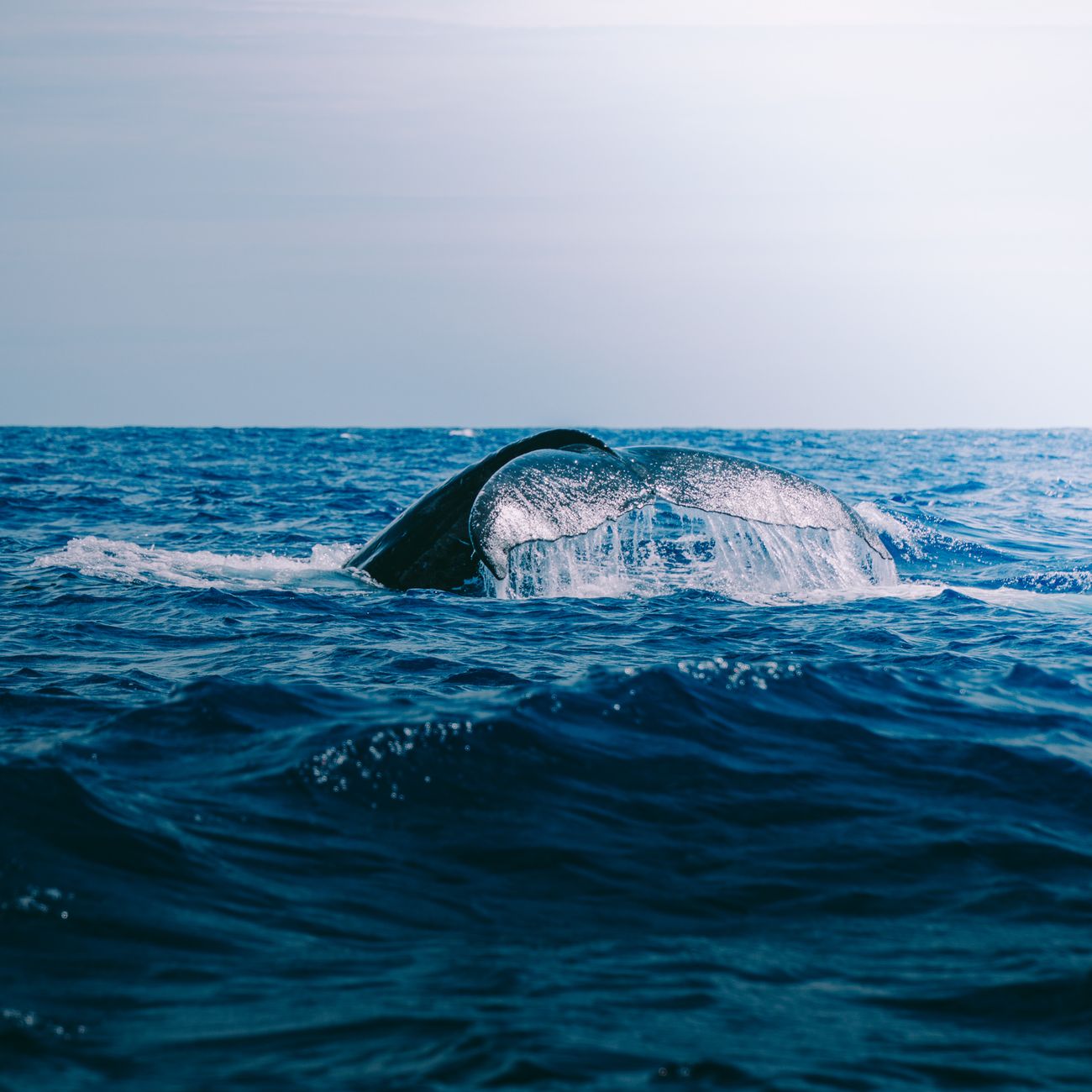 Marine Mammal Communication